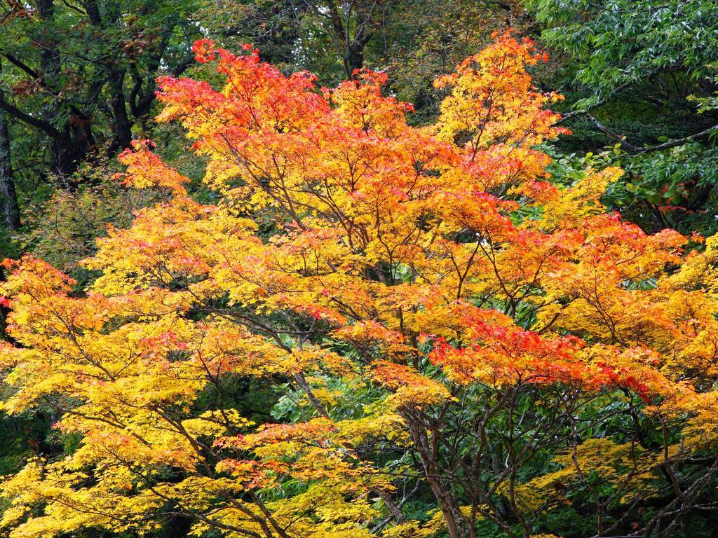 Hotel Kose Onsen Karuizawa Esterno foto